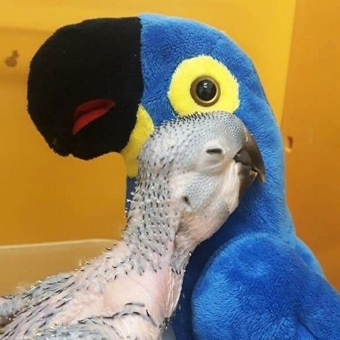 30 Heartwarming Photos Of Animal Moms And Their Babies Shared By Zooborns That Will Melt Your Heart