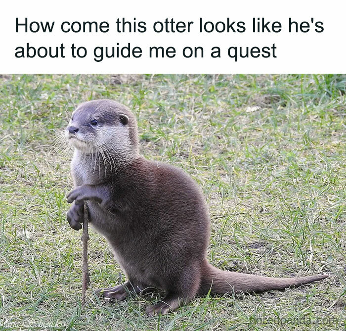 Otter holding stick looking like a guide for a quest in the grass
