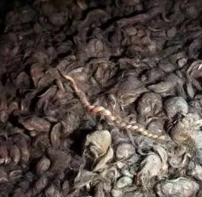 Creepy pile of d**d mice with twisted tail in dim light