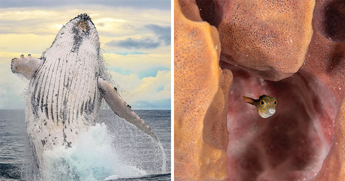 57 Stunning Photos Shared By ‘Raw Oceanlife’ That Reveal The Beauty Beneath The Waves