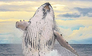 57 Incredible Photos Shared By The ‘Raw Oceanlife’ Page That Capture The Wild Beauty Of The Deep Blue Sea