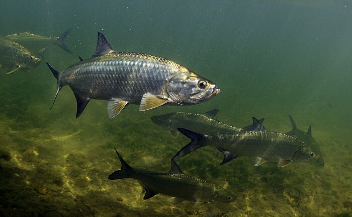 Tarpon fish swimming underwater with clear view of scales and fins