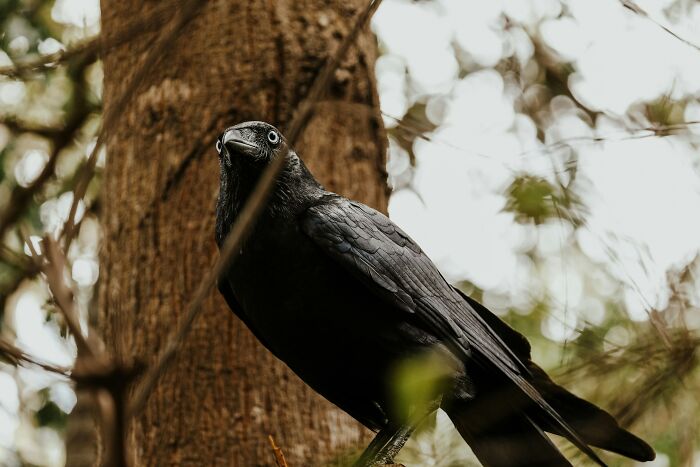 A black crow perched on a branch, its piercing eyes a perfect subject for useless facts about birds.