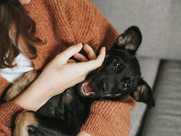 A person holding a playful black puppy, showcasing an unconventional way to earn money with strange jobs.