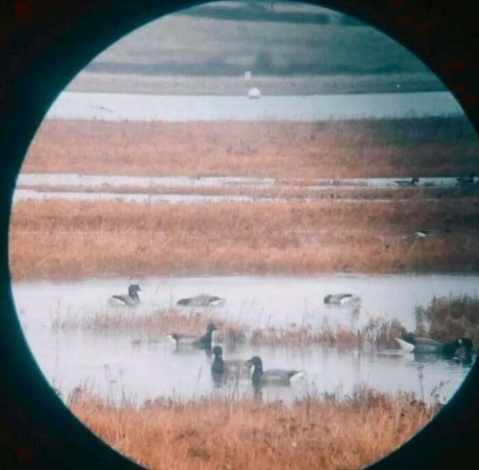 View of ducks in a marshland seen through a circular telescope lens