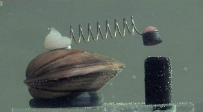 An inventive spring device attached to a shell, a silly solution to a problem.