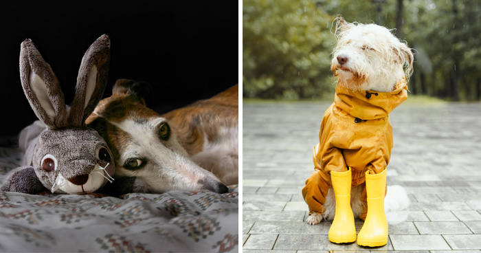 17 Weird Dog Behaviors, Explained By An Expert