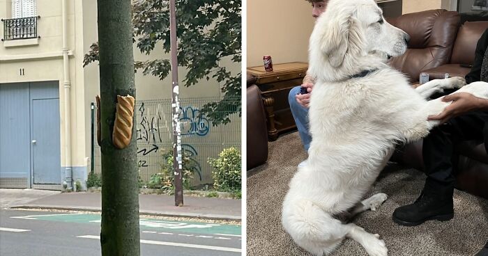 37 Images So Bizarre They Raised More Questions Than The Internet Can Handle