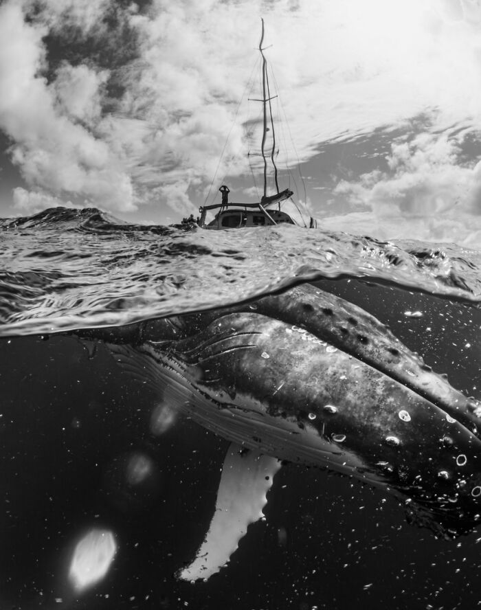 "Sassy, An Insistent Whale" By Tristin Sheen