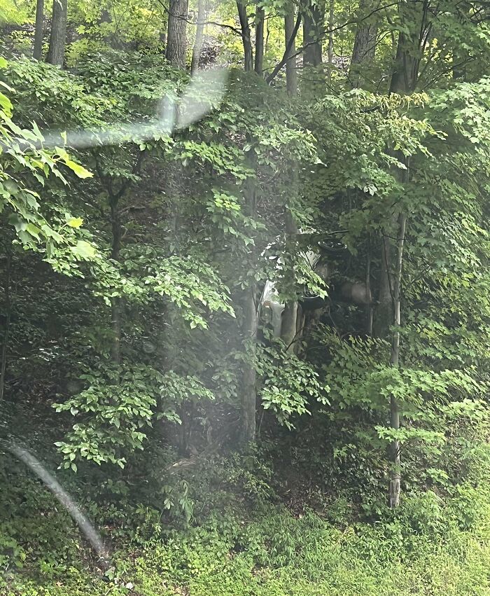 Forest scene with camouflaged deer barely visible behind foliage for online detectives