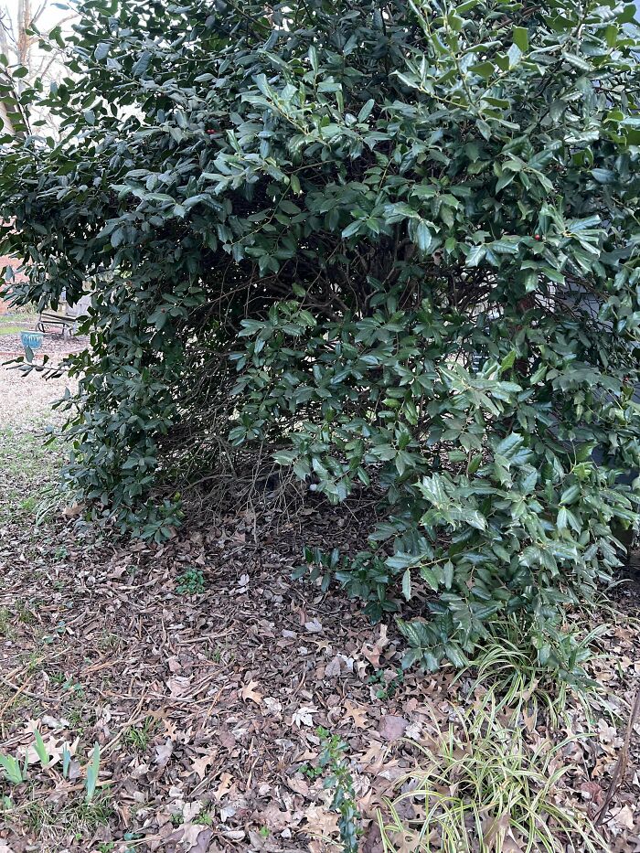 Dense bush with hidden animal blending in among leaves for online detectives