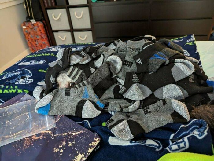 Small dog hidden under a pile of socks on a bed