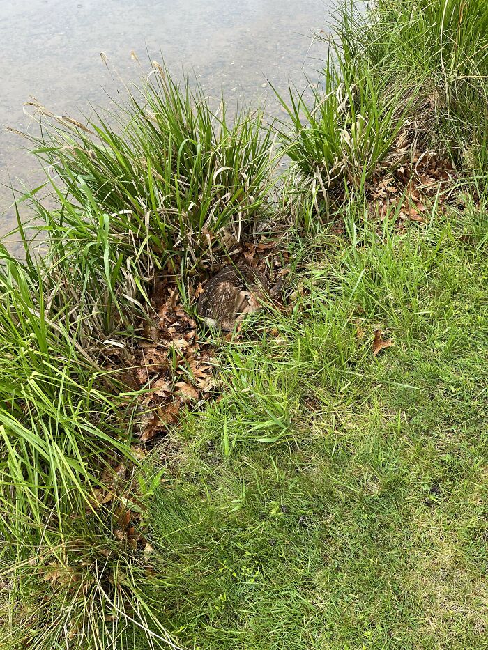 Camouflaged bird hidden in grass near a lake shore