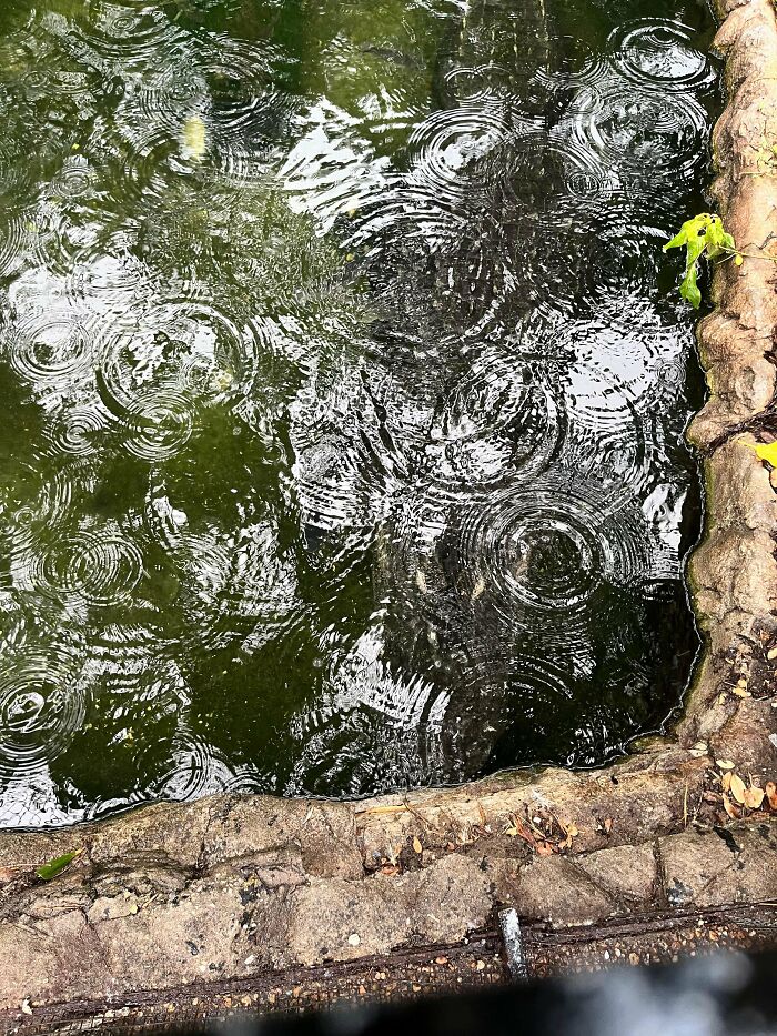 Raindrops creating ripples on a pond with tree reflections and a stone edge visible