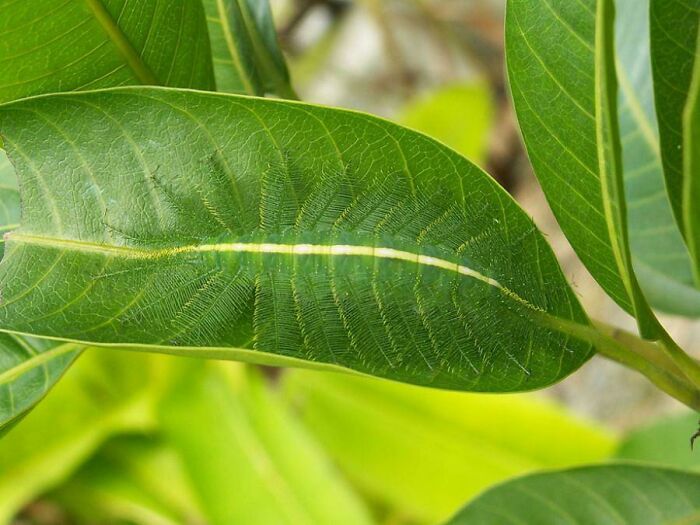 Green leaf with a camouflaged insect blending into the leaf veins