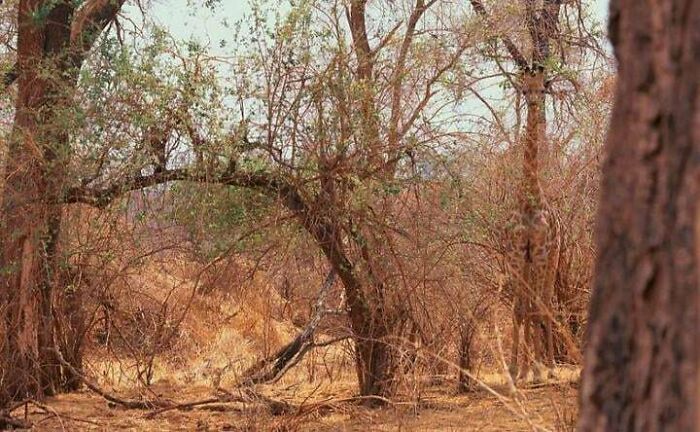 Dry wooded area with branches and tree bark in a natural setting