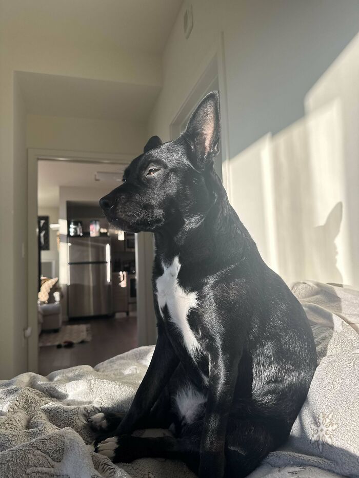 Black dog sitting on a bed with sunlight casting shadows
