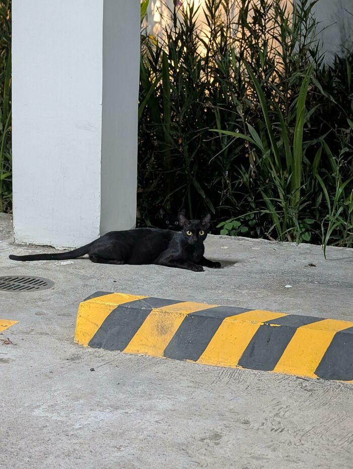 Black cat blending into shadowy area near tall grass and a yellow-black curb