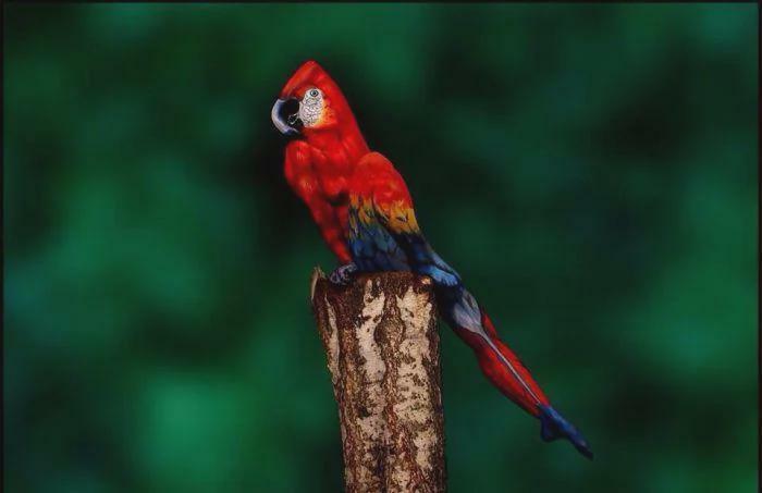 Colorful parrot perched on a tree stump with green background