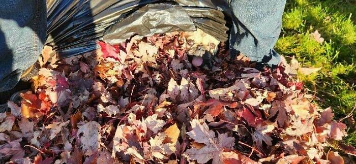 Dog partially hidden under a pile of autumn leaves with only its face visible