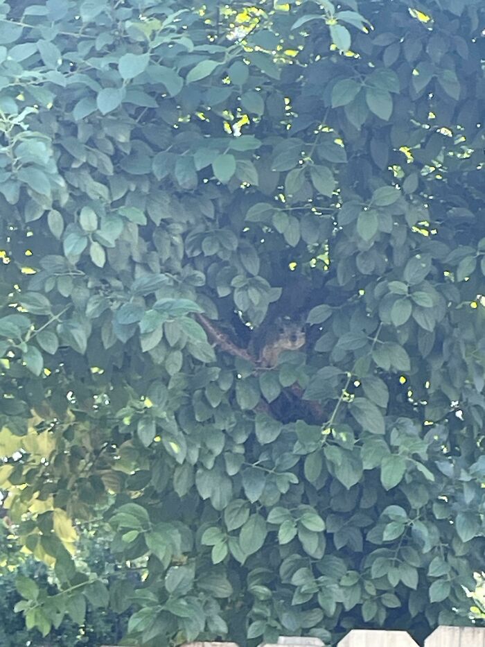 Tree with dense green leaves hiding a squirrel among the branches