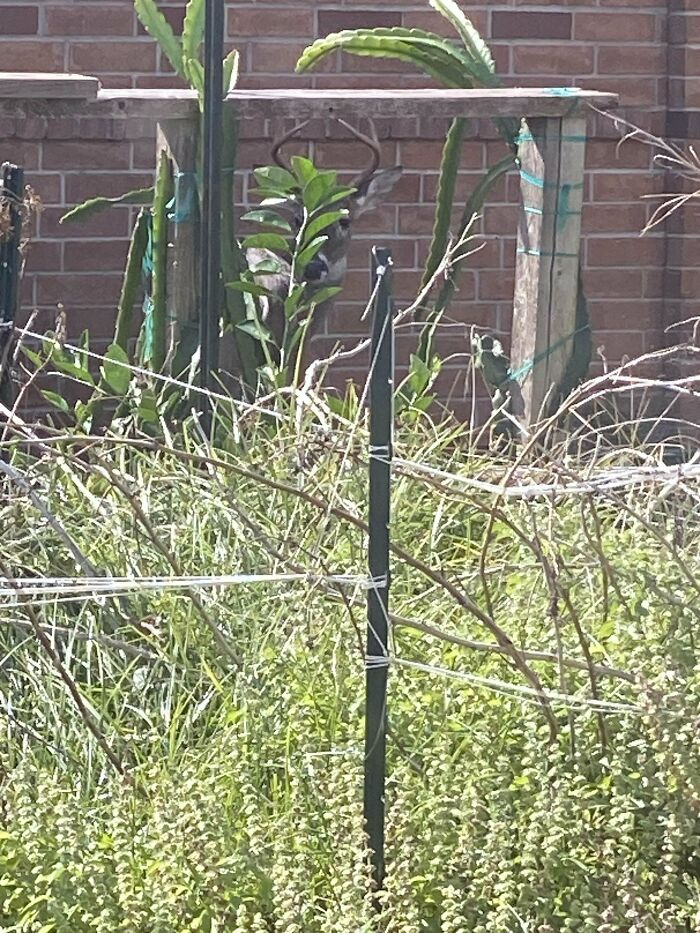 Deer camouflaged behind plants and structure in backyard garden