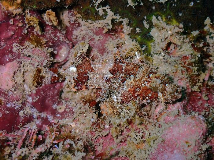Camouflaged fish blending into colorful coral reef background