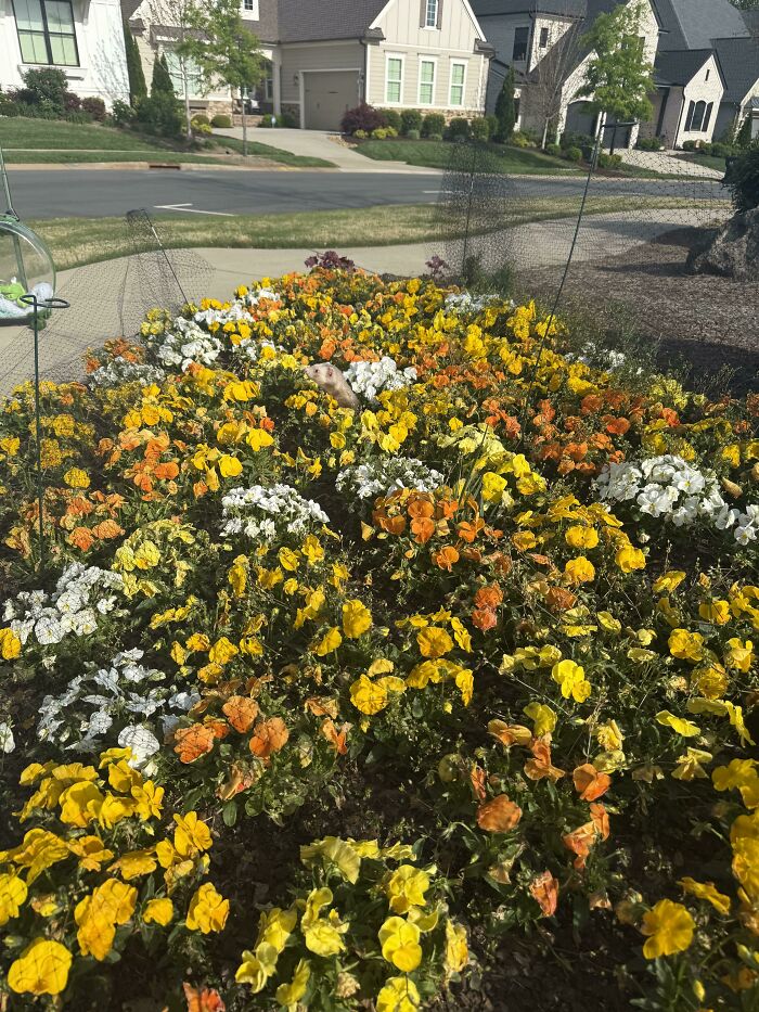 Flower bed with yellow and orange flowers and a hidden small animal among them for online detectives
