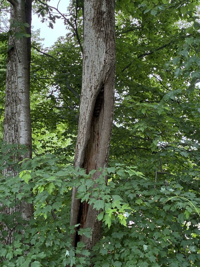 Tree with bark split and hidden raccoon tail visible among green leaves for online detectives