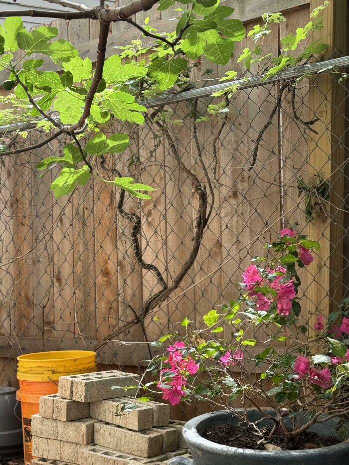 Garden scene with bricks, pink flowers, green leaves, and a hidden snake on fence for online detectives
