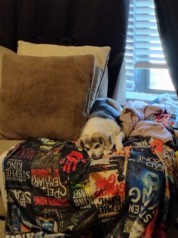 Dog hiding behind couch cushions among blankets with only eyes visible