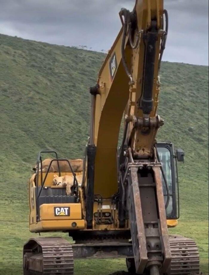 CAT excavator with lion sitting in its cabin in grassy hill background