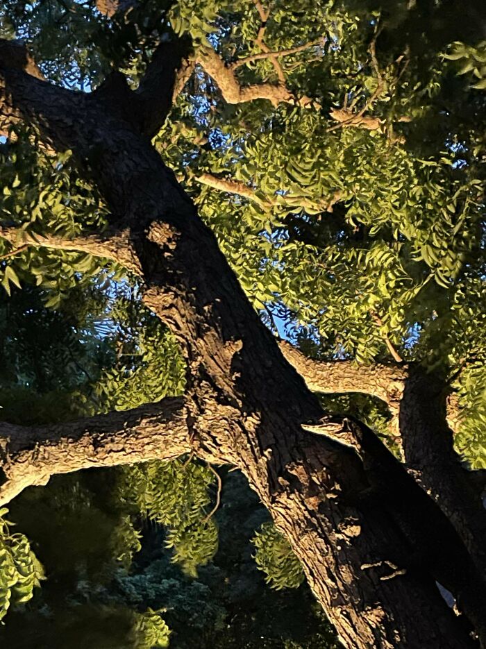 Woodpecker blending with tree bark in a forest scene with green leaves