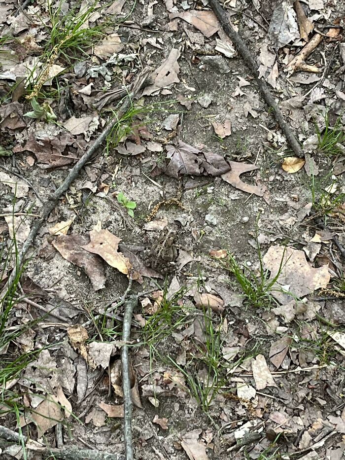 Camouflaged frog blending into forest floor with leaves and sticks