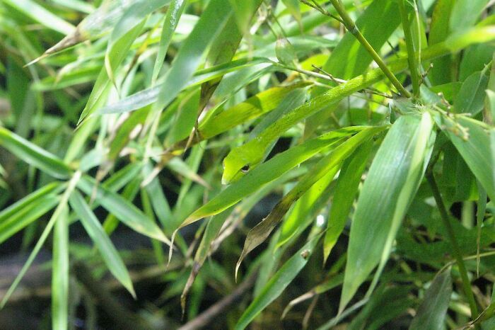Green bird hidden among green bamboo leaves