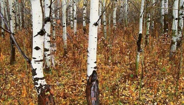 Birch tree forest in autumn with hidden animal camouflaged among trunks