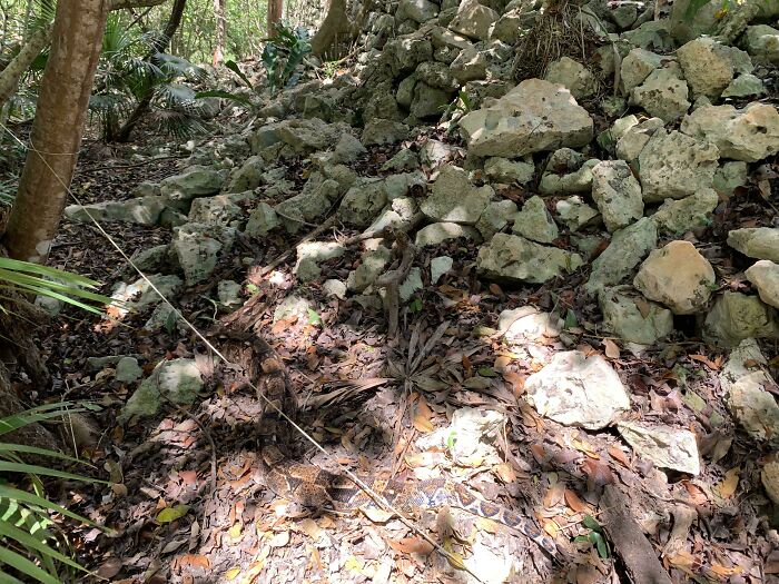 Camouflaged snake blending into forest floor covered with leaves and rocks