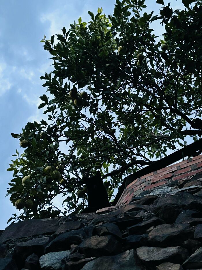 Silhouette of a cat sitting on stone wall under fruit tree against blue sky