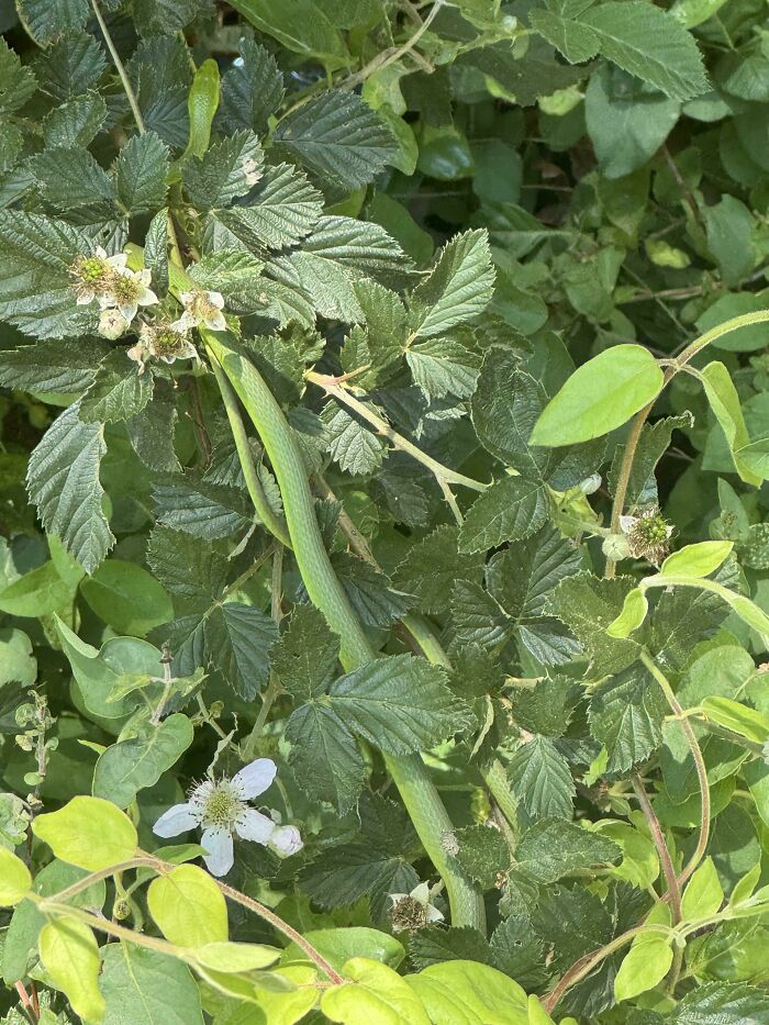 Green snake camouflaged among leaves and flowers in natural setting
