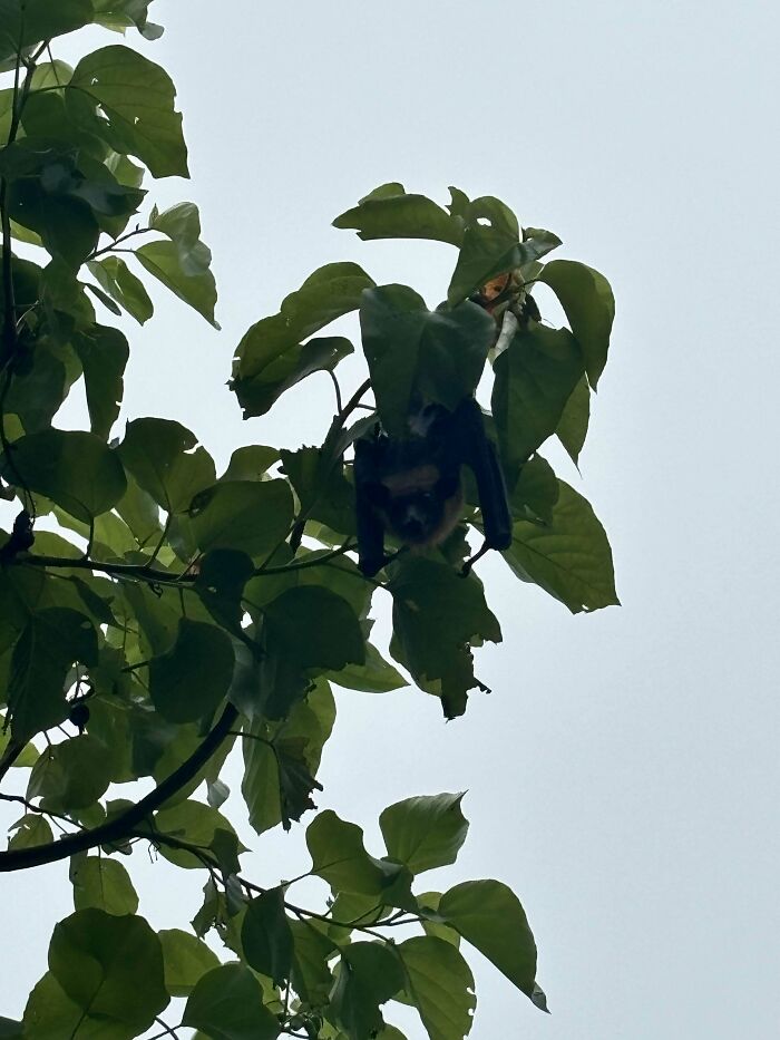Bat hanging upside down on leafy tree branch in daylight