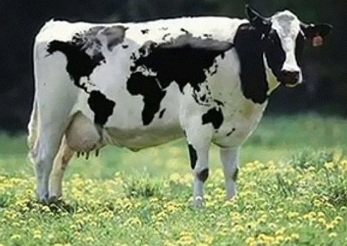 A cow with the world map as its spots, a When You See It picture.