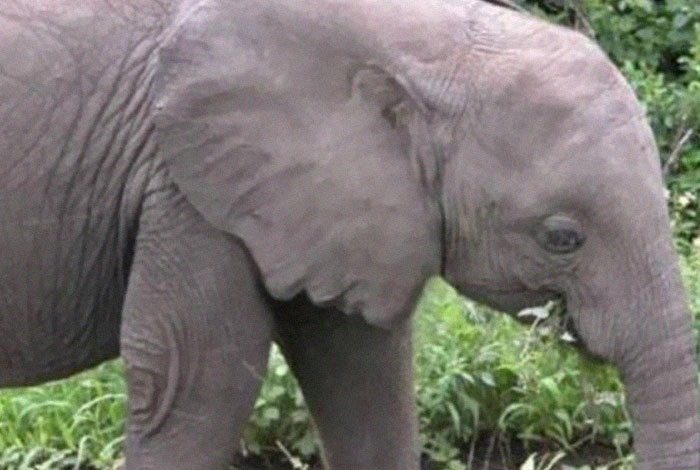 A baby elephant with an uncanny human-like face, a captivating when you see it image.