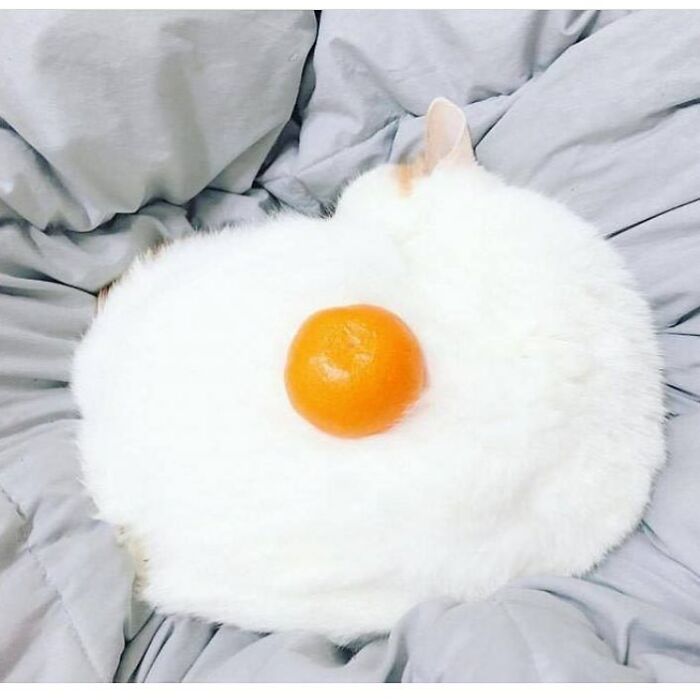 A white cat with an orange placed on its back, resembling a fried egg. A humorous 'When You See It' picture.