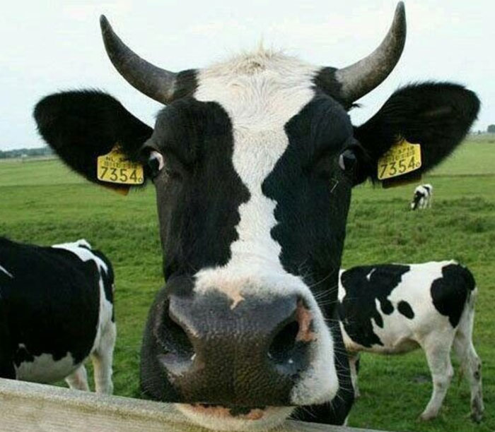 A black and white cow with ear tags staring directly at the camera, a classic when you see it picture.