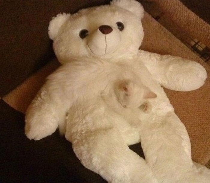 A white kitten nestled in the chest of a large white teddy bear, a cute When You See It moment.