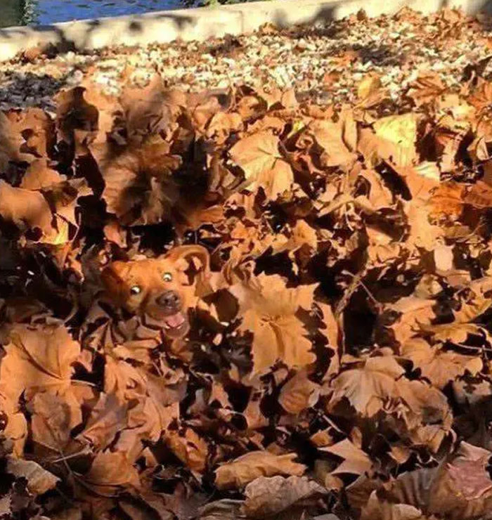 A brown dog peeking out from a pile of autumn leaves, a fun when you see it picture.