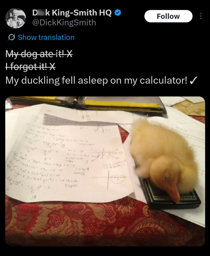 Duckling asleep on calculator surrounded by papers