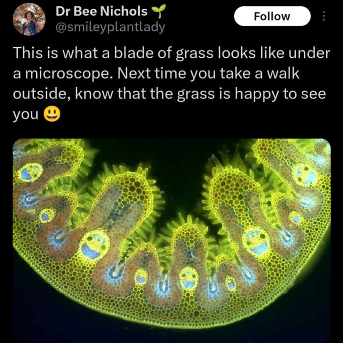 Blade of grass under microscope showing detailed pattern