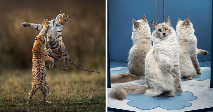 2025 Chromatic Awards: 84 Winning Animal Photos That Are Both Stunning And Dramatic (84 Pics)