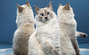 84 Shots From The 2025 Chromatic Awards That Show The Beauty And Drama Of The Animal Kingdom